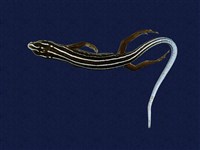 藏品(琉球藍尾石龍子)的圖片